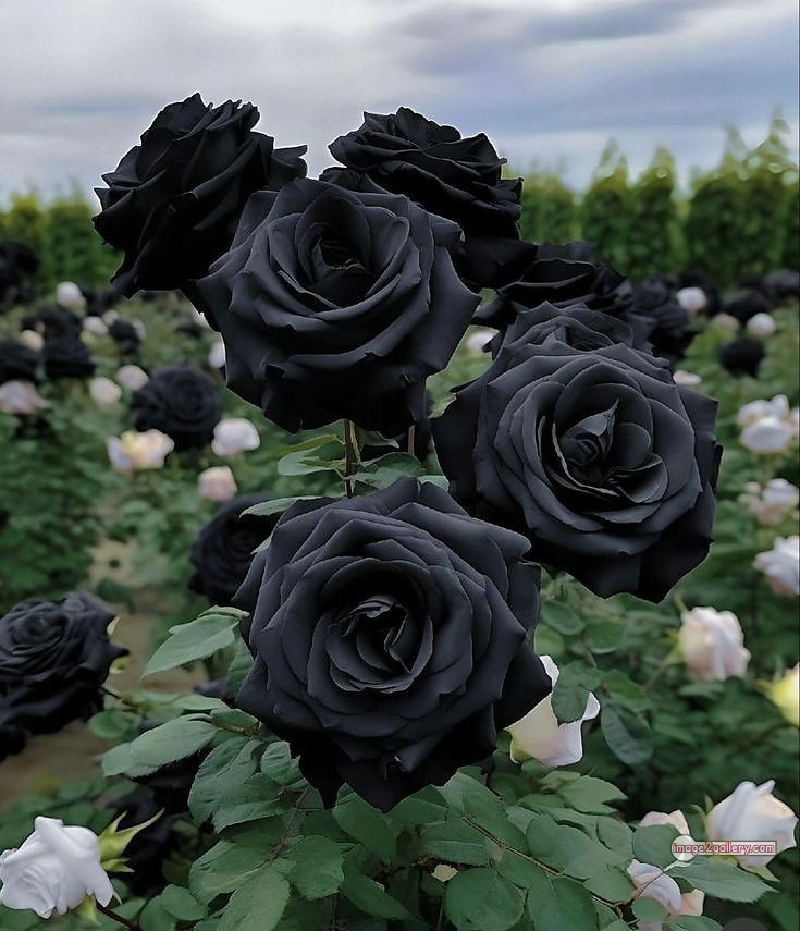 3300+ Beautiful Rose Flowers Image | Rose Flower HD Pic Download | 1402 black rose hd photo -(4)