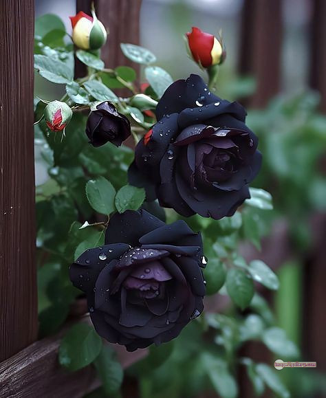 3300+ Beautiful Rose Flowers Image | Rose Flower HD Pic Download | 255 black rose hd photo -(6)