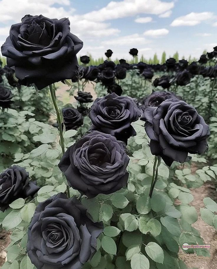 3300+ Beautiful Rose Flowers Image | Rose Flower HD Pic Download | 1146 black rose hd photo -(7)