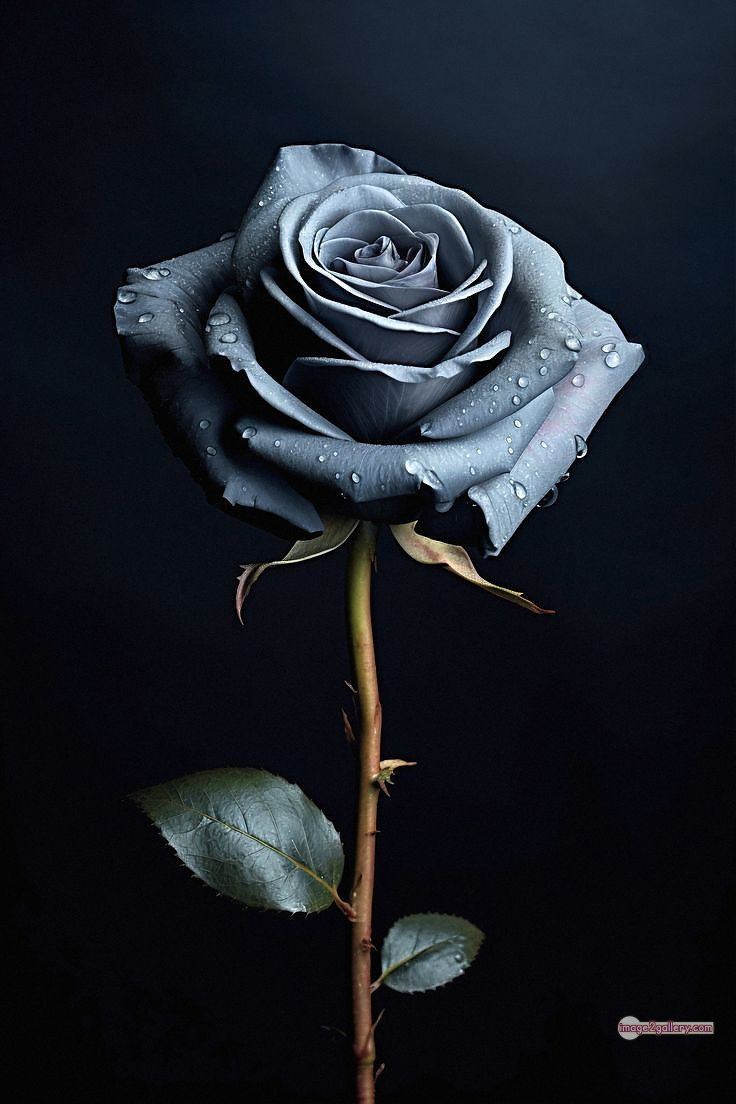 3300+ Beautiful Rose Flowers Image | Rose Flower HD Pic Download | 2657 black rose real flower -