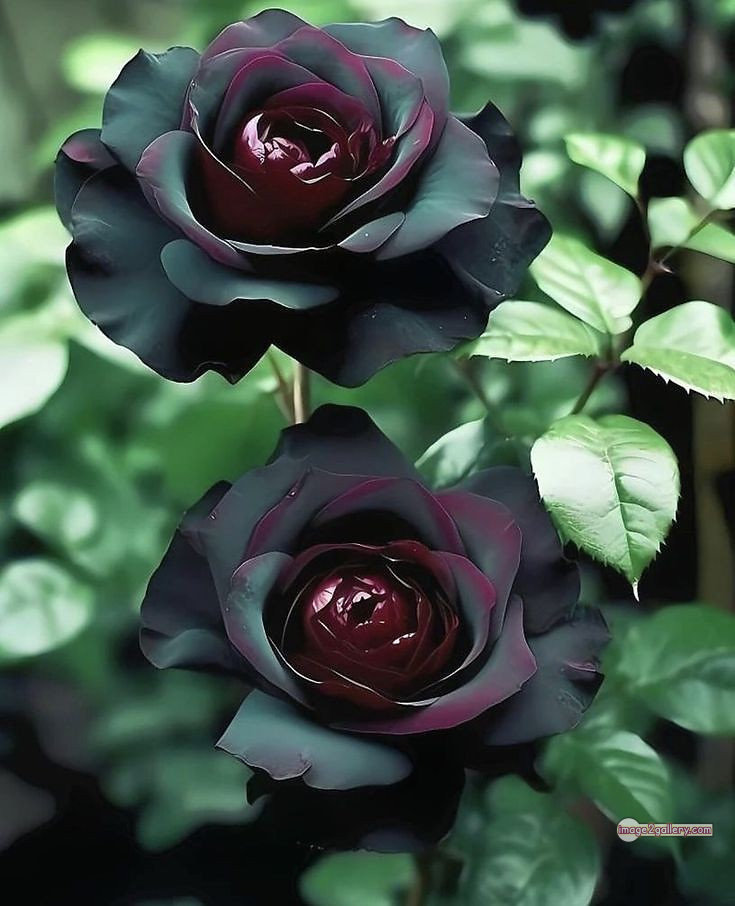 3300+ Beautiful Rose Flowers Image | Rose Flower HD Pic Download | 1826 black rose real flower -(11)