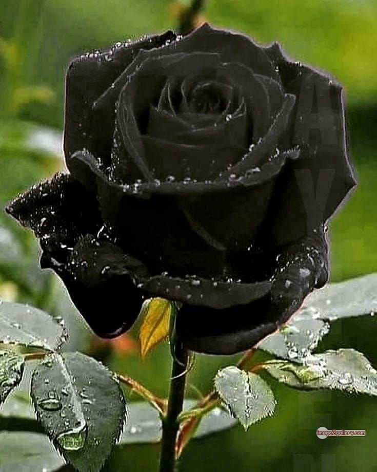 3300+ Beautiful Rose Flowers Image | Rose Flower HD Pic Download | 1694 black rose real flower -(12)