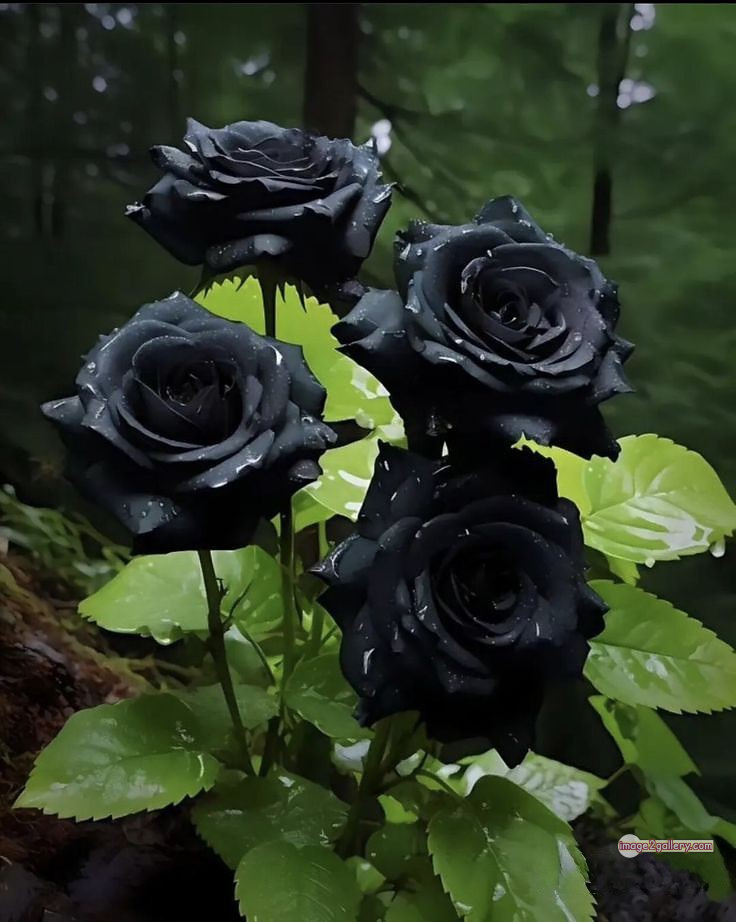 3300+ Beautiful Rose Flowers Image | Rose Flower HD Pic Download | 1781 black rose real flower -(13)