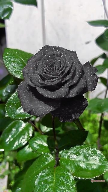 3300+ Beautiful Rose Flowers Image | Rose Flower HD Pic Download | 1829 black rose real flower -(5)