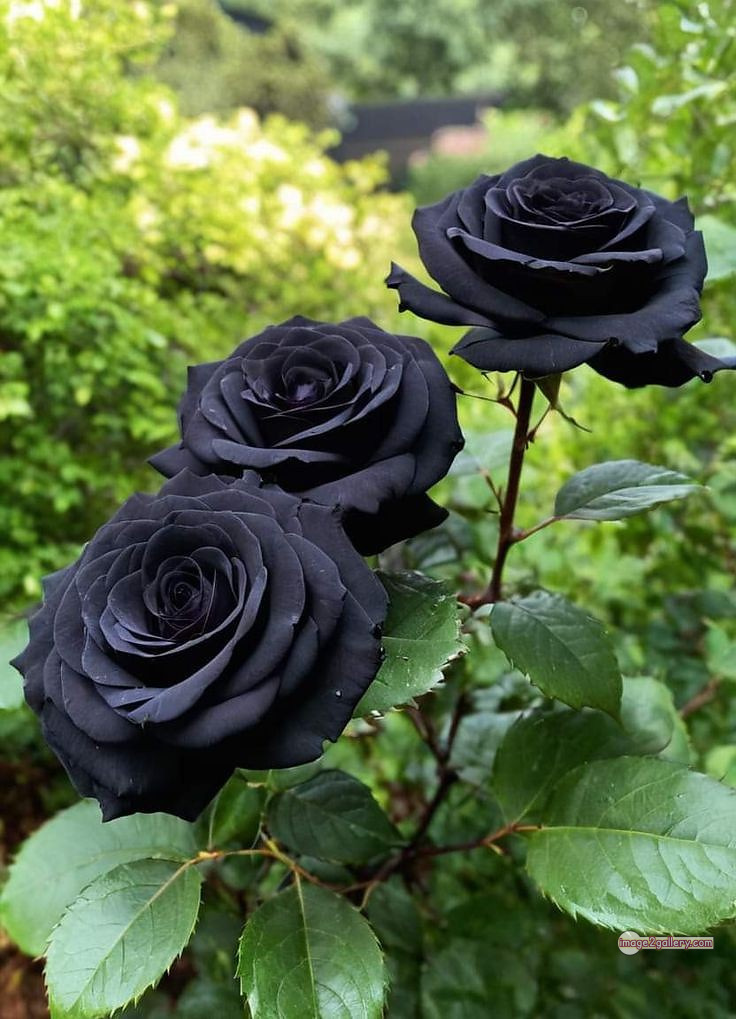 3300+ Beautiful Rose Flowers Image | Rose Flower HD Pic Download | 2697 black rose real flower -(6)