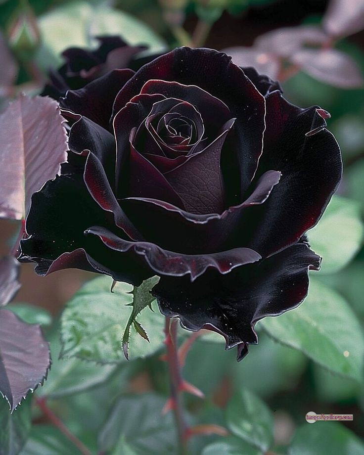 3300+ Beautiful Rose Flowers Image | Rose Flower HD Pic Download | 1827 black rose real flower -(7)