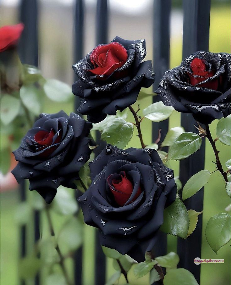 3300+ Beautiful Rose Flowers Image | Rose Flower HD Pic Download | 1828 black rose real flower -(9)