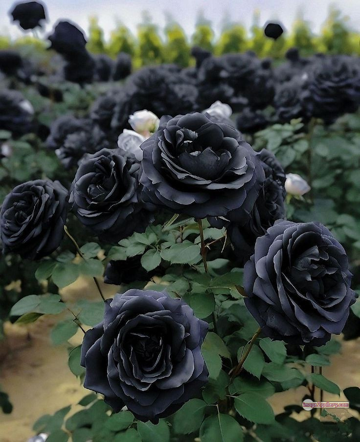 3300+ Beautiful Rose Flowers Image | Rose Flower HD Pic Download | 1782 black roses -(10)