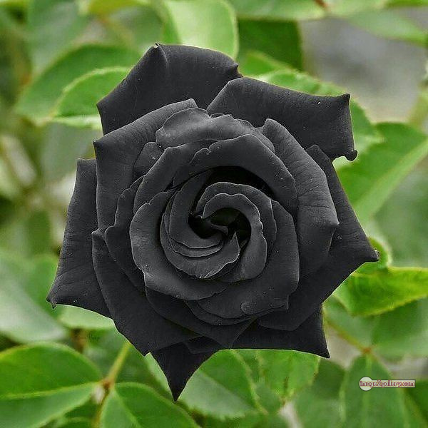 3300+ Beautiful Rose Flowers Image | Rose Flower HD Pic Download | 1556 black roses -(11)