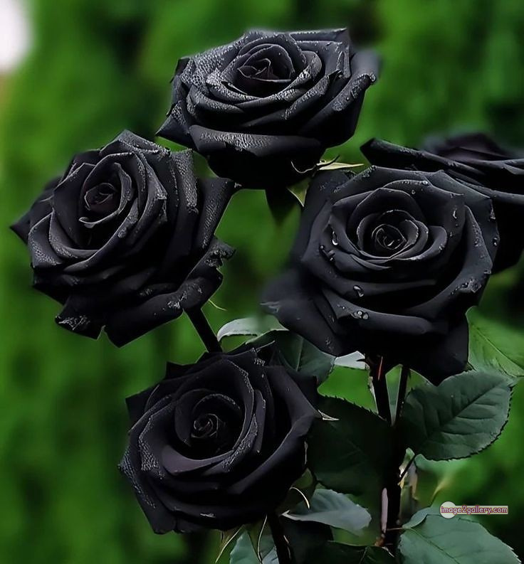 3300+ Beautiful Rose Flowers Image | Rose Flower HD Pic Download | 1554 black roses -(12)