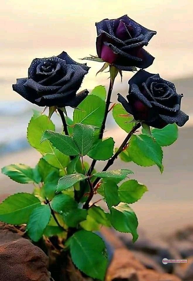 3300+ Beautiful Rose Flowers Image | Rose Flower HD Pic Download | 1555 black roses -(13)