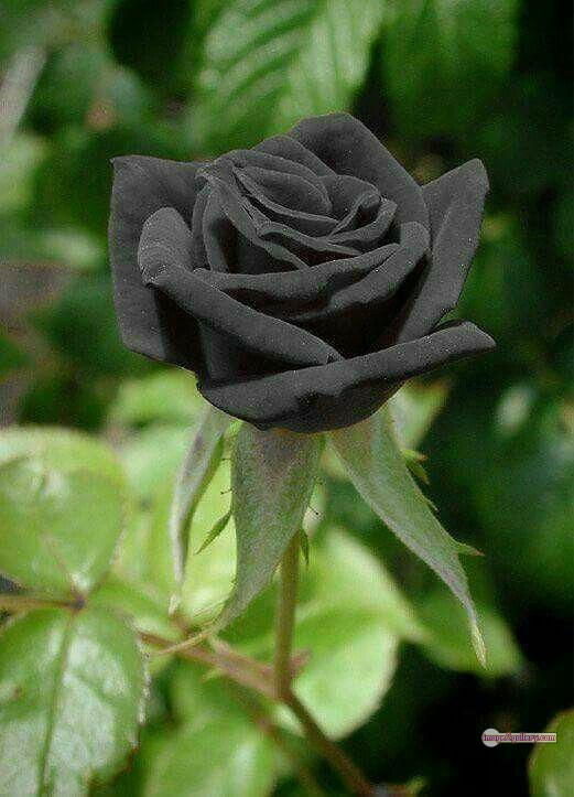 3300+ Beautiful Rose Flowers Image | Rose Flower HD Pic Download | 2656 black roses -(14)