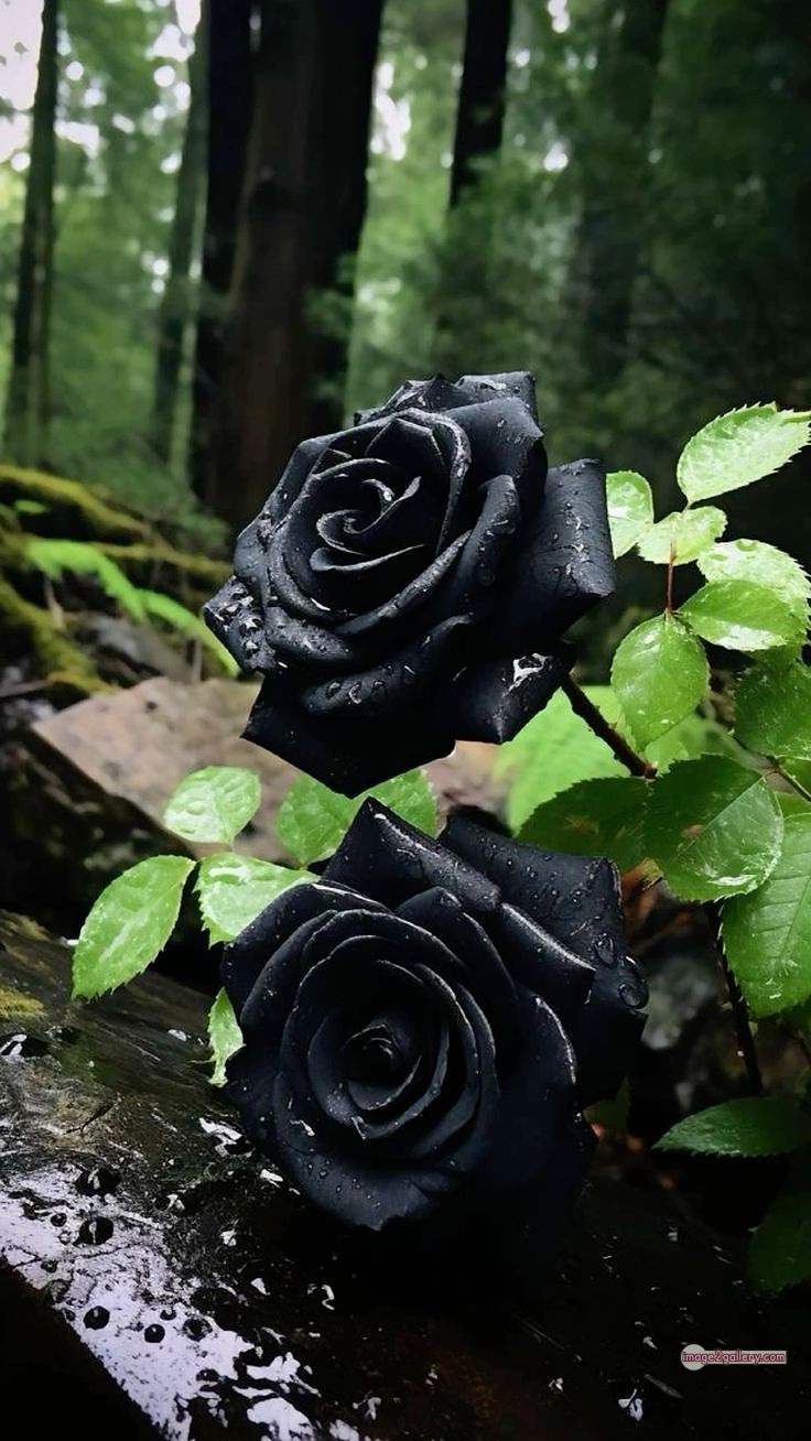 3300+ Beautiful Rose Flowers Image | Rose Flower HD Pic Download | 2623 black roses -(2)