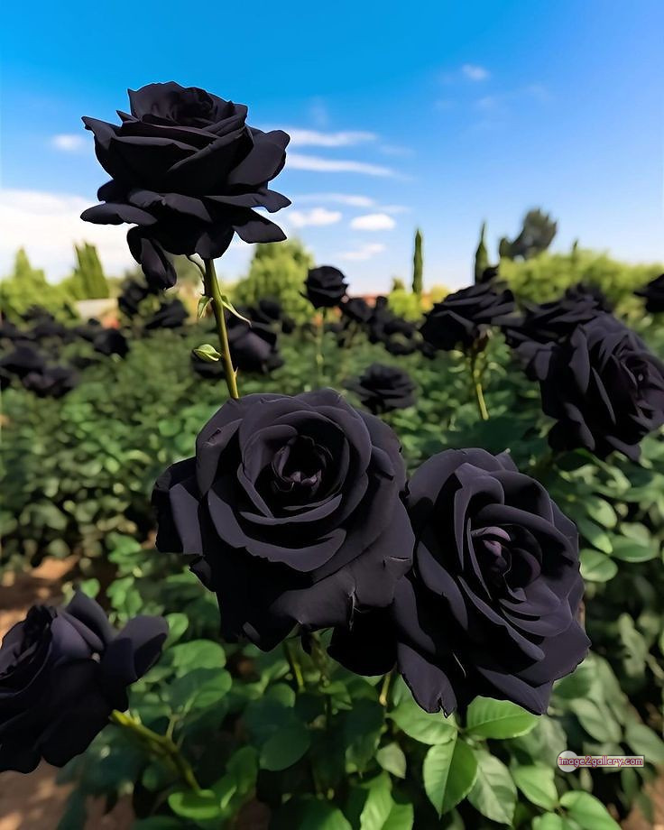 3300+ Beautiful Rose Flowers Image | Rose Flower HD Pic Download | 2581 black roses -(3)