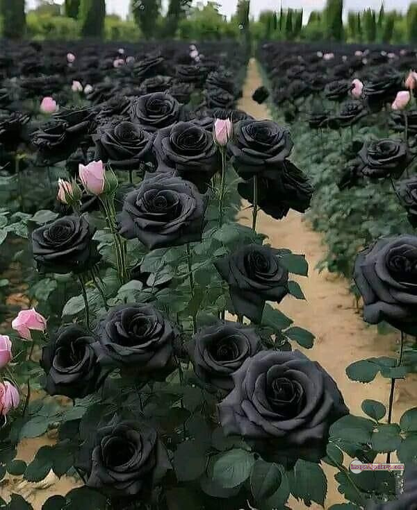 3300+ Beautiful Rose Flowers Image | Rose Flower HD Pic Download | 2582 black roses -(4)