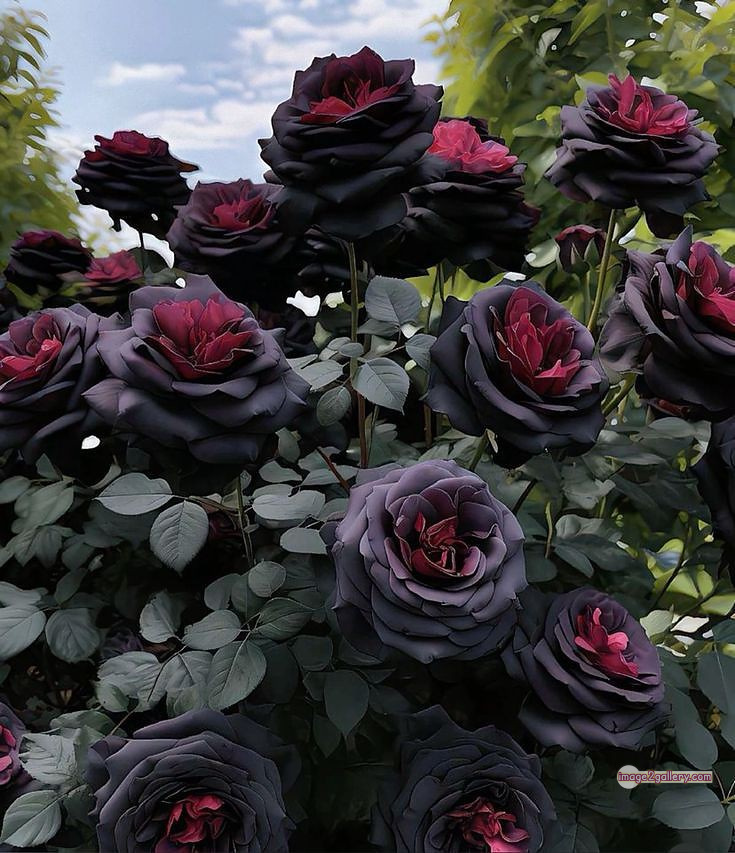 3300+ Beautiful Rose Flowers Image | Rose Flower HD Pic Download | 2507 black roses -(5)