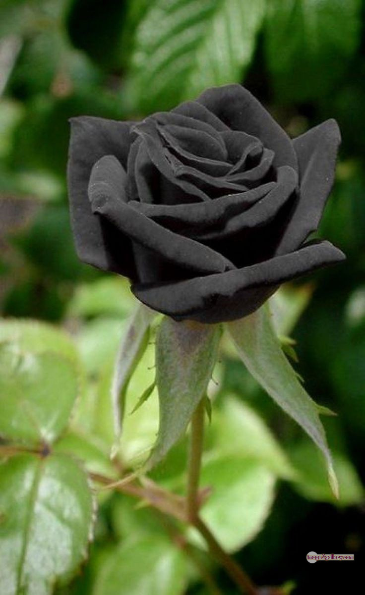 3300+ Beautiful Rose Flowers Image | Rose Flower HD Pic Download | 2584 black roses -(8)