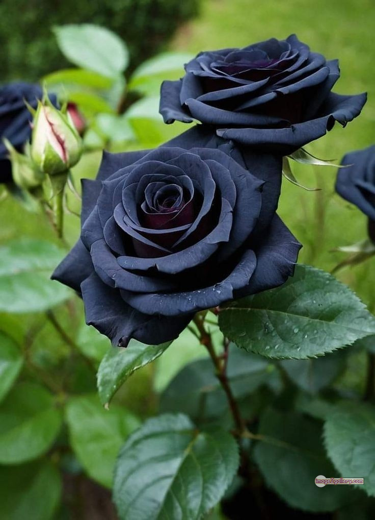 3300+ Beautiful Rose Flowers Image | Rose Flower HD Pic Download | 1825 black roses near me -(1)