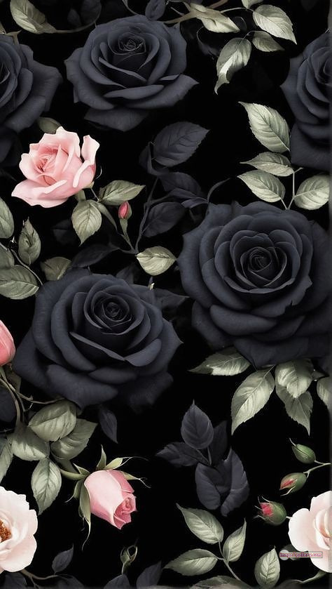 3300+ Beautiful Rose Flowers Image | Rose Flower HD Pic Download | 2659 black roses near me -(10)