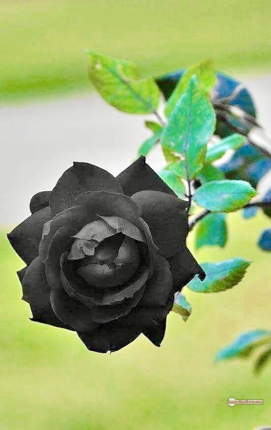 3300+ Beautiful Rose Flowers Image | Rose Flower HD Pic Download | 1076 black roses near me -(13)