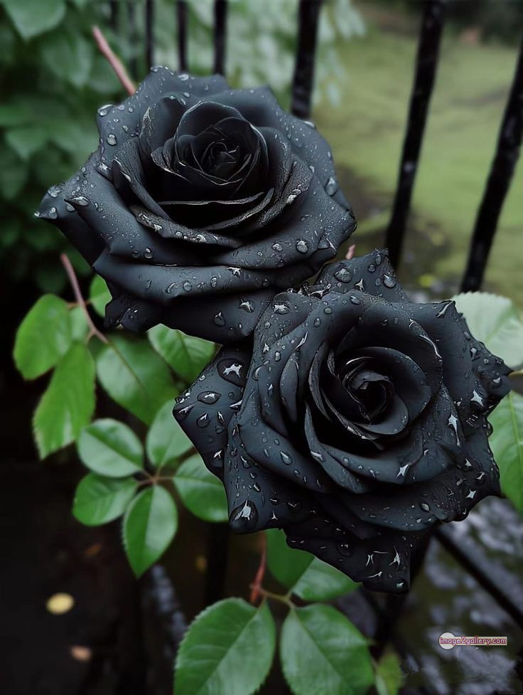 3300+ Beautiful Rose Flowers Image | Rose Flower HD Pic Download | 1078 black roses near me -(14)