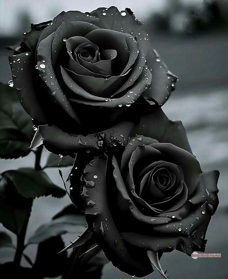 3300+ Beautiful Rose Flowers Image | Rose Flower HD Pic Download | 1780 black roses near me -(2)