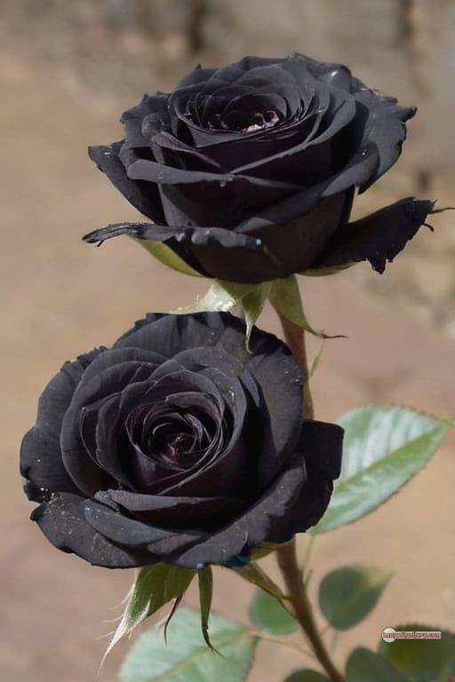 3300+ Beautiful Rose Flowers Image | Rose Flower HD Pic Download | 1758 black roses near me -(4)