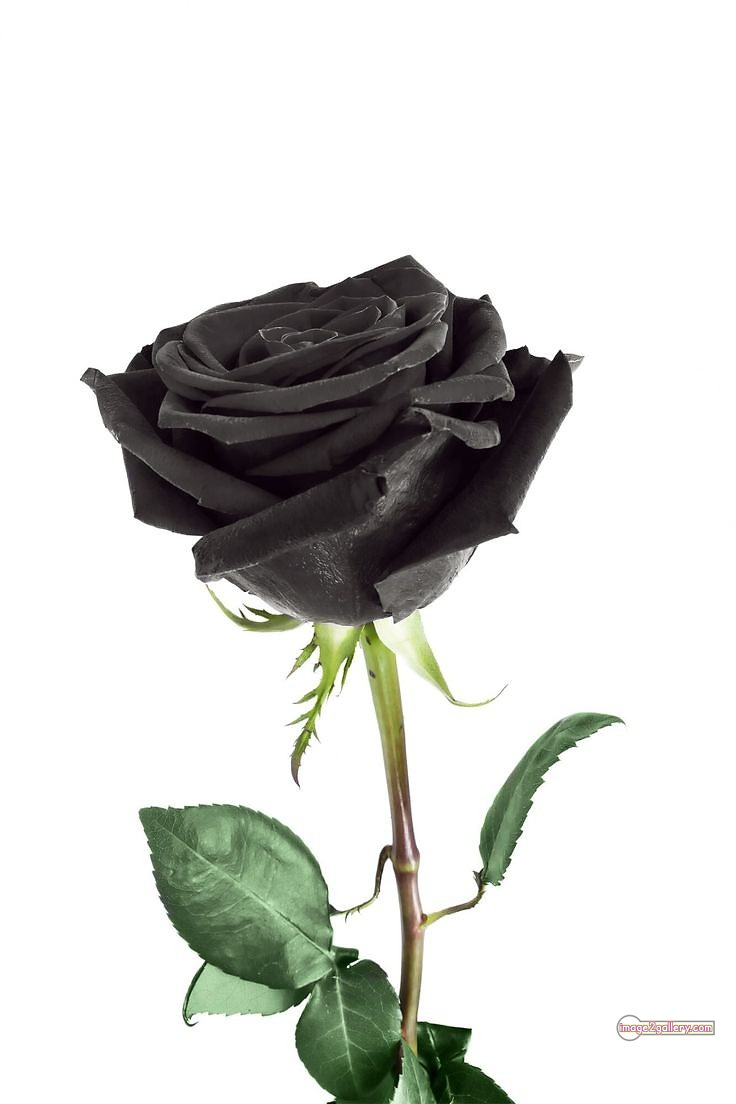 3300+ Beautiful Rose Flowers Image | Rose Flower HD Pic Download | 2662 black roses near me -(5)