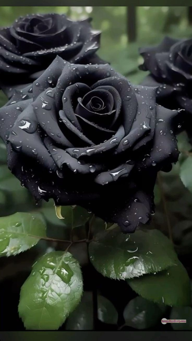 3300+ Beautiful Rose Flowers Image | Rose Flower HD Pic Download | 2701 black roses near me -(7)