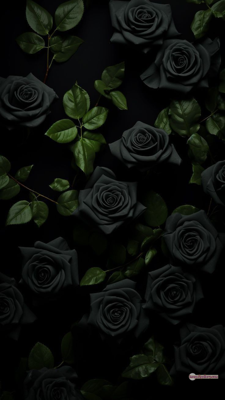 3300+ Beautiful Rose Flowers Image | Rose Flower HD Pic Download | 2696 black roses near me -(9)