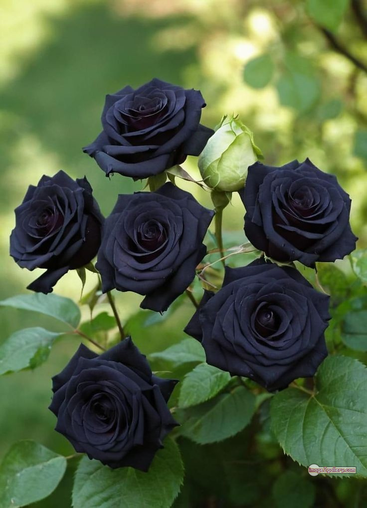 3300+ Beautiful Rose Flowers Image | Rose Flower HD Pic Download | 2619 black with rose -