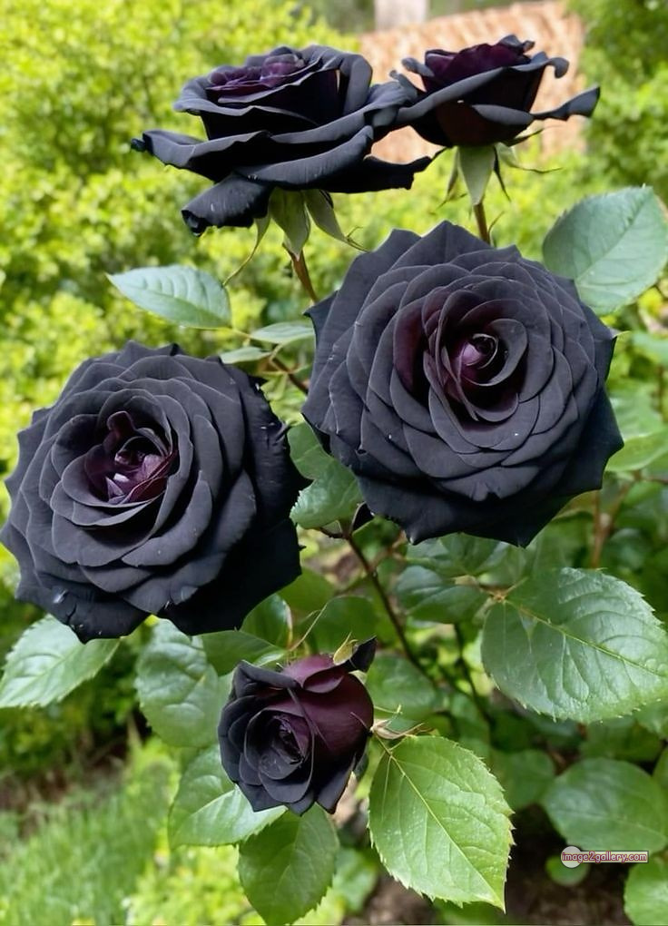 3300+ Beautiful Rose Flowers Image | Rose Flower HD Pic Download | 2257 black with rose -(4)