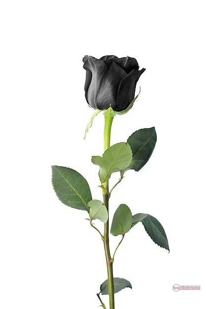 3300+ Beautiful Rose Flowers Image | Rose Flower HD Pic Download | 2258 black with rose -(5)