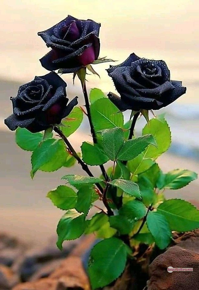 3300+ Beautiful Rose Flowers Image | Rose Flower HD Pic Download | 2504 black with rose -(6)
