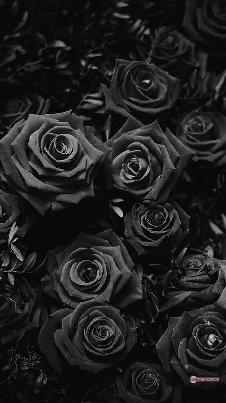 3300+ Beautiful Rose Flowers Image | Rose Flower HD Pic Download | 2620 black with rose -(8)