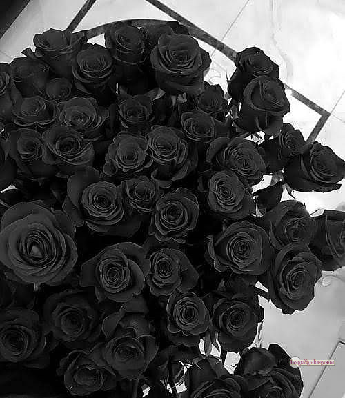 3300+ Beautiful Rose Flowers Image | Rose Flower HD Pic Download | 2547 black with rose -(9)