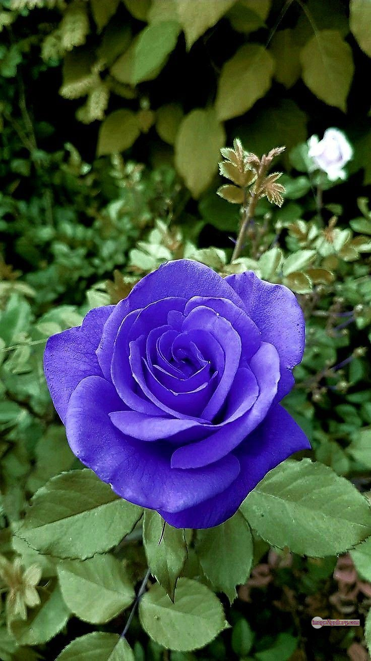 3300+ Beautiful Rose Flowers Image | Rose Flower HD Pic Download | 726 blue roses -(1)