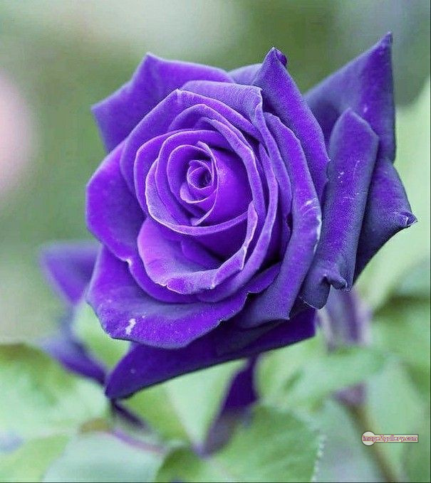 3300+ Beautiful Rose Flowers Image | Rose Flower HD Pic Download | 11 blue roses -(10)