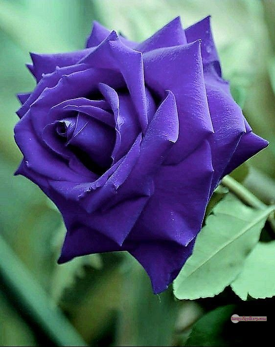 3300+ Beautiful Rose Flowers Image | Rose Flower HD Pic Download | 1633 blue roses -(11)