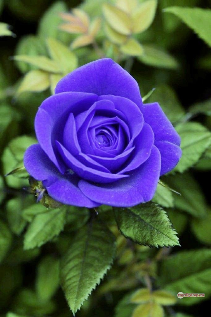 3300+ Beautiful Rose Flowers Image | Rose Flower HD Pic Download | 575 blue roses -(13)