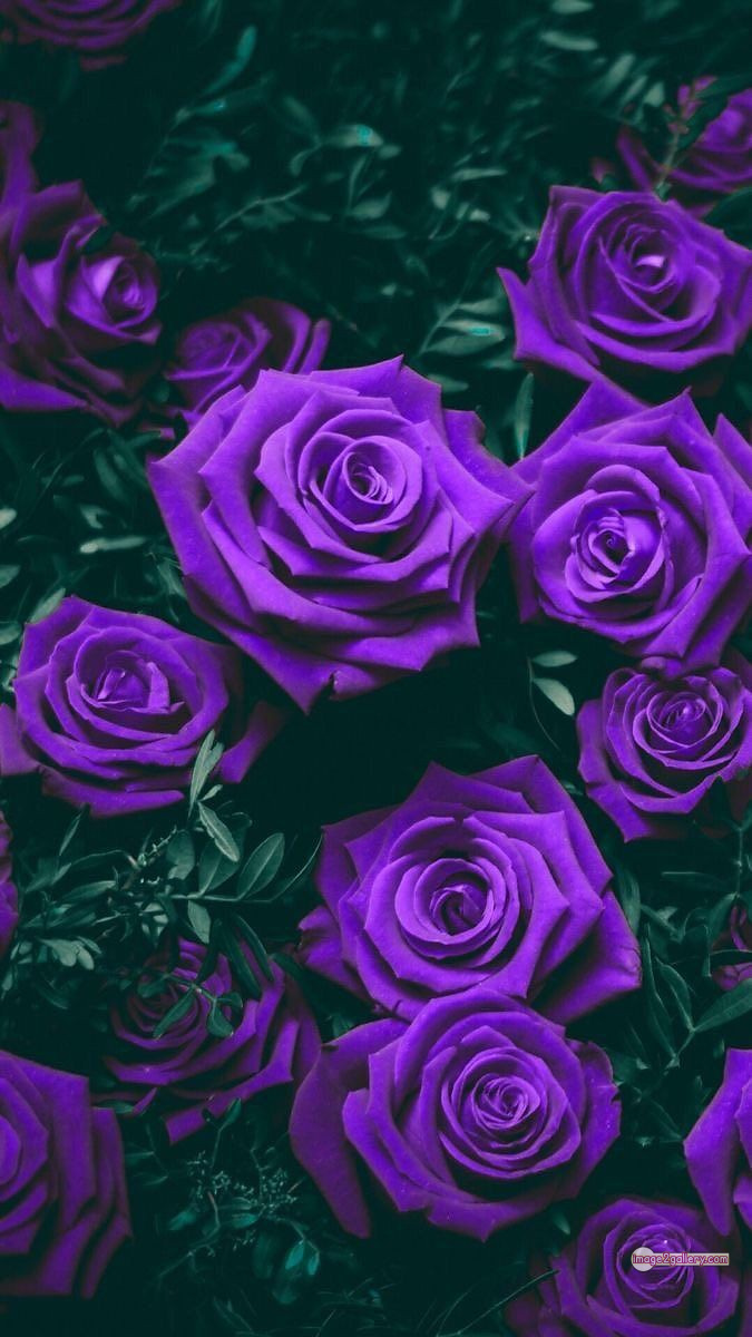 3300+ Beautiful Rose Flowers Image | Rose Flower HD Pic Download | 932 blue roses -(3)