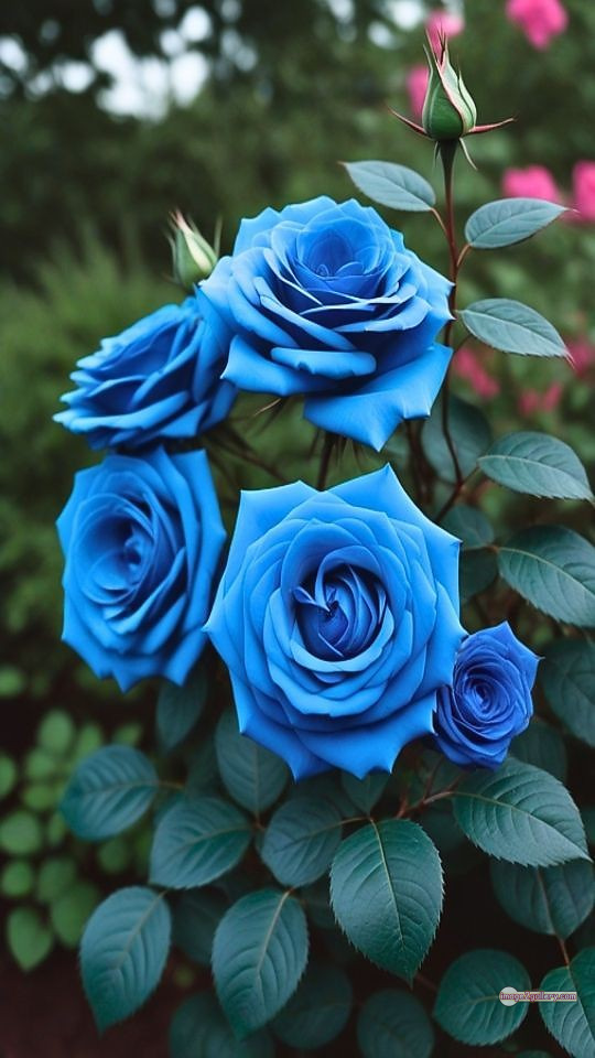 3300+ Beautiful Rose Flowers Image | Rose Flower HD Pic Download | 931 blue roses -(6)