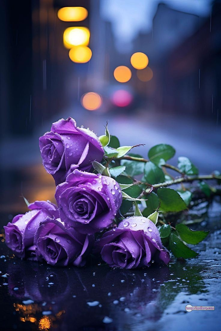 3300+ Beautiful Rose Flowers Image | Rose Flower HD Pic Download | 86 blue roses -(7)