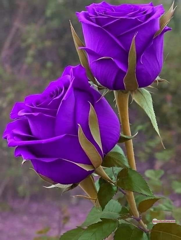 3300+ Beautiful Rose Flowers Image | Rose Flower HD Pic Download | 1921 blue roses -(8)