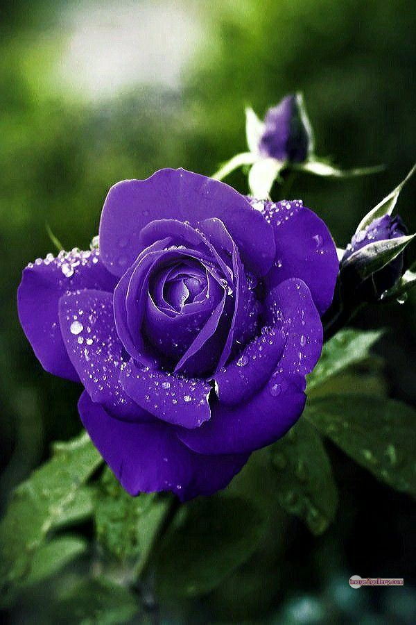 3300+ Beautiful Rose Flowers Image | Rose Flower HD Pic Download | 1766 blue roses -(9)