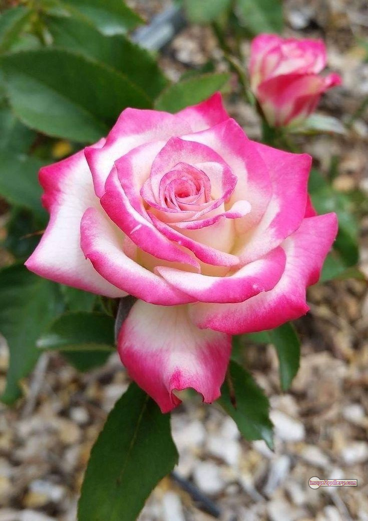 3300+ Beautiful Rose Flowers Image | Rose Flower HD Pic Download | 574 bouquet of flowers for valentines -