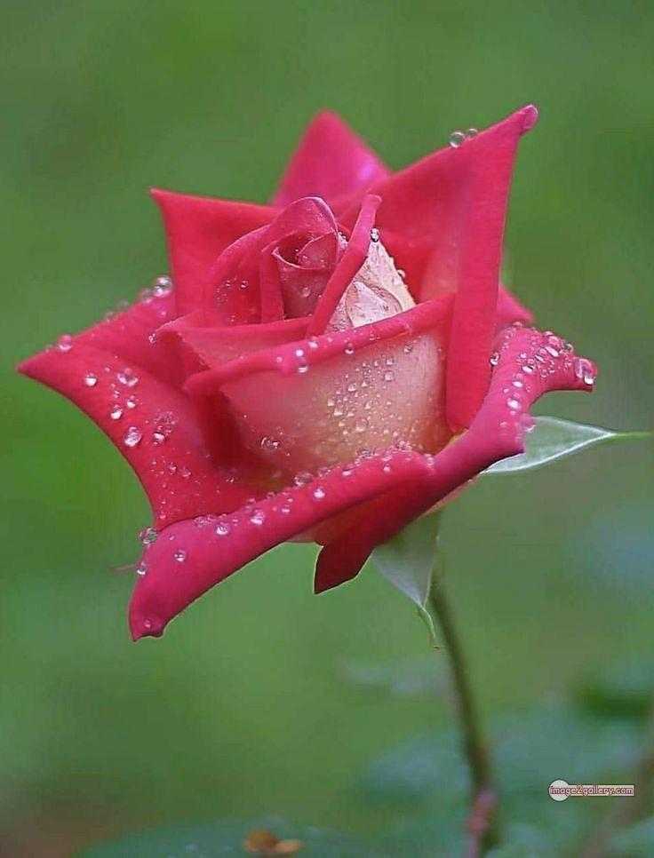 3300+ Beautiful Rose Flowers Image | Rose Flower HD Pic Download | 10 bouquet of flowers for valentines -(10)
