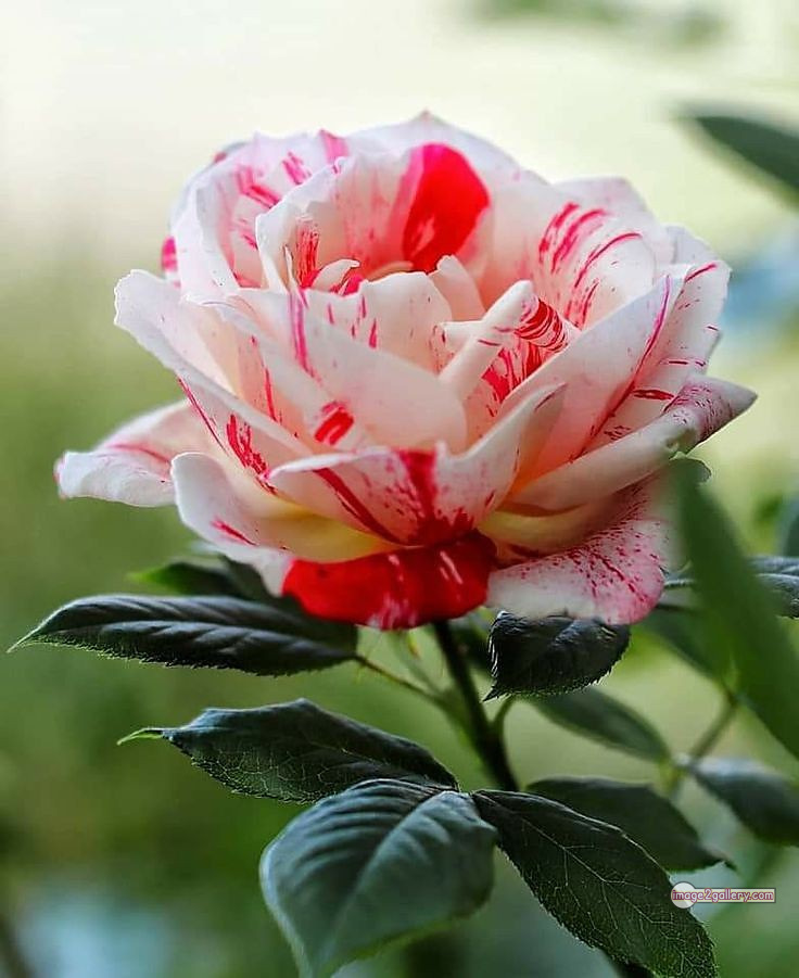 3300+ Beautiful Rose Flowers Image | Rose Flower HD Pic Download | 83 bouquet of flowers for valentines -(16)