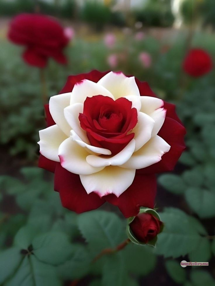3300+ Beautiful Rose Flowers Image | Rose Flower HD Pic Download | 82 bouquet of flowers for valentines -(17)