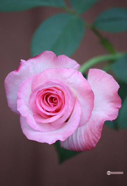 3300+ Beautiful Rose Flowers Image | Rose Flower HD Pic Download | 1928 bouquet of flowers for valentines -(20)